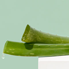 Picture of fresh cut aloe vera